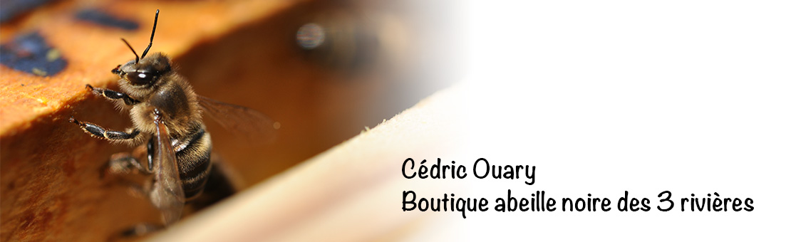 Cédric Ouary Boutique abeille noire des 3 rivières